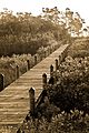 Boardwalk over mangroves