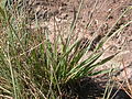 Bromus porteri