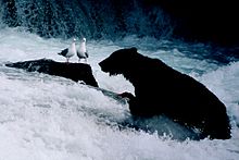 A bear standing in flowing water