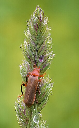 Цветочная мягкотелка (Cantharis livida) на колосе плевела (Lolium sp.)