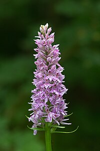 Dactylorhiza maculata (Suisse).