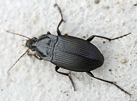 Calathus luctuosus