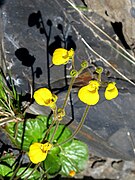 Calceolaria biflora