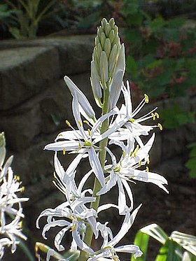 Camassia cusickii