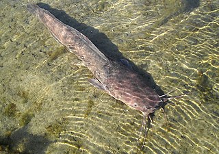 Clarias anguillaris (Silure du Sénégal), lacs Abaya, Chew Bahir.