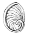 Example of an oligogyrous spiral in Cremnoconchus syhadrensis