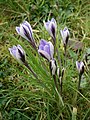 Crocus minimus group