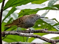 Brown-belllied stipplethroat