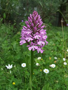 Orchis pyramidal dans la prairie bordant la D 104 près de Bois-Avril.