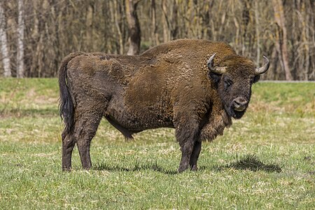 European bison, by Charlesjsharp