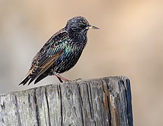 European starling at Bodega Head-1209
