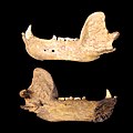 Cave bear mandible of Pleistocene age