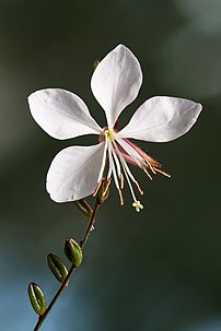 Fleur de gaura blanc. (définition réelle 1 257 × 1 886)