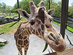 A reticulated giraffe at the zoo.