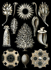 Calcispongiae at Calcareous sponge, by Ernst Haeckel (edited by Citron)