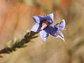 Halgania erecta