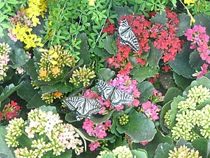 הפרפר Papilio xuthus על ניצניות אדומות בכמה צבעים