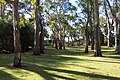 Open space and green grass at the park