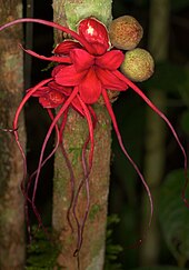 flowers and fruit