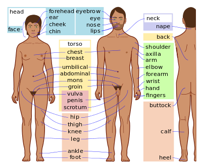 Names of the body parts