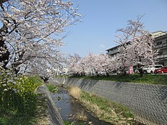 伊賀川桜堤