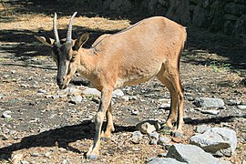 The Kri-kri (the Cretan ibex) lives in protected natural parks at the gorge of Samaria and the island of Agios Theodoros.
