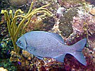 百慕達舵魚 Kyphosus sectator