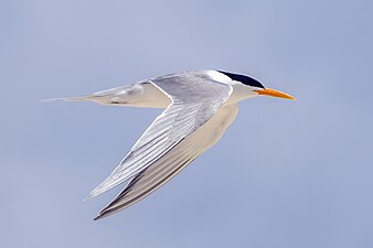 T. b. torresii, Michaelmas Cay, Queensland