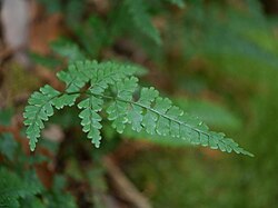 エダウチホングウシダ Lindsaea chienii