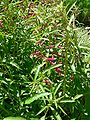 Lobelia laxiflora