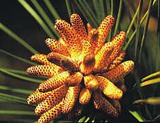 Loblolly pine male cones ready to cast pollen.