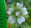 Flower white or pinky, petals gappy, approx same size as sepals, no hairs at petal bases