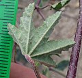 Leaf underside