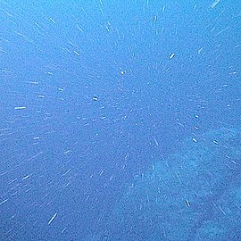 Marine snow is the shower of organic particles that falls from upper waters to the deep ocean[248] It is a major exporter of carbon.