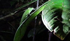 Description de l'image Marojejy Side-striped Chameleon imported from iNaturalist photo 50444737 on 21 April 2022.jpg.