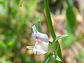 Misopates calycinum