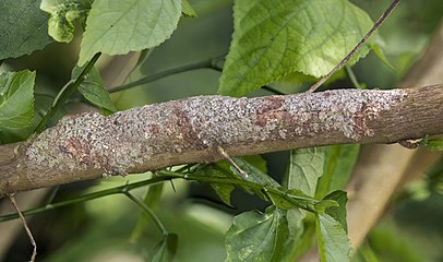 Un Uroplatus sikorae camouflé dans le parc national de la Montagne d'Ambre (Madagascar).