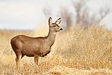 A mule deer in New Mexico. Photo: Shanthanu Bhardwaj