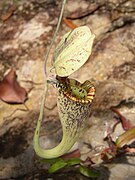 Nepenthes rafflesiana ant