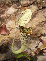 Nepenthes rafflesiana