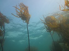 Nereocystis luetkeana at Caspar Point, California