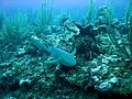 Nurse shark near Ambergris Caye, Belize