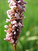 Orchis sp.