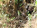 Blue tailed bee-eater