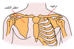المفصل القصي الترقوي يظهر قريبا من منتصف الصورة لكنه غير مشار إليه بعلامة.