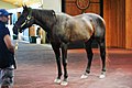 Pioneerof the Nile after a roll in the mud, July 2015