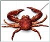 A small, red, crab-like animal with three pairs of legs and one pair of enlarged claws