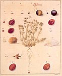 A 1731 illustration of the life cycle of Polish cochineal, around its host plant, Scleranthus annuus.