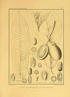 Description de l'image Pycnanthus angolensis.jpg.