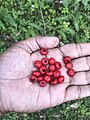 Pyracantha crenulata (Ghingharu) Berries